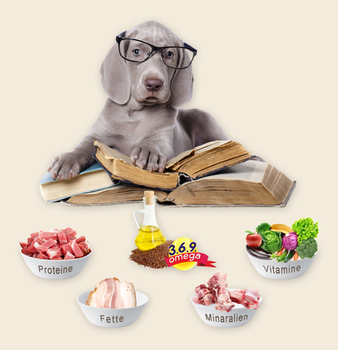 Hund mit Brille Hund mit Brille