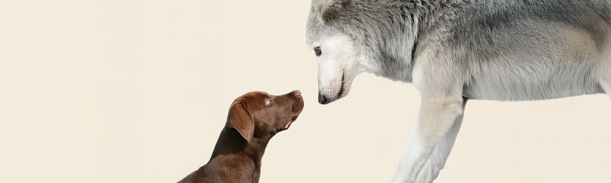 Hund und Wolf Hund und Wolf