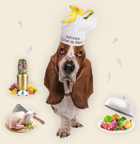 Hund mit Kochmütze Hund mit Kochmütze