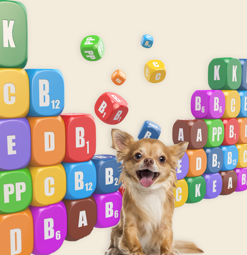 Chihuahua mit Nahrungsergänzungen Chihuahua mit Nahrungsergänzungen